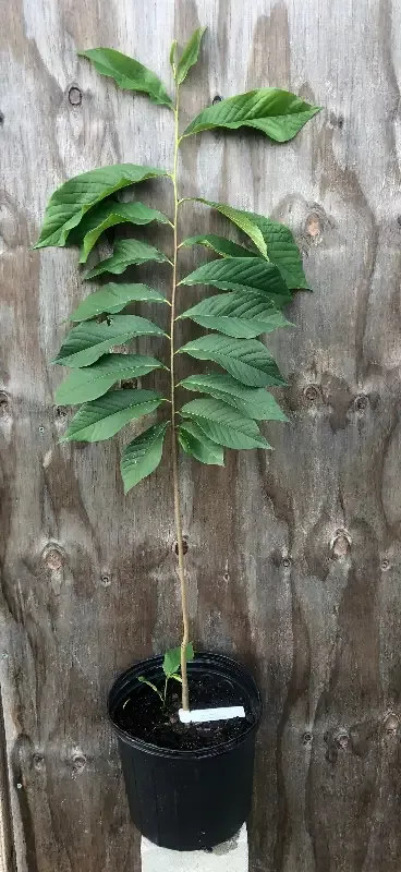 Pawpaw, Asimina triloba