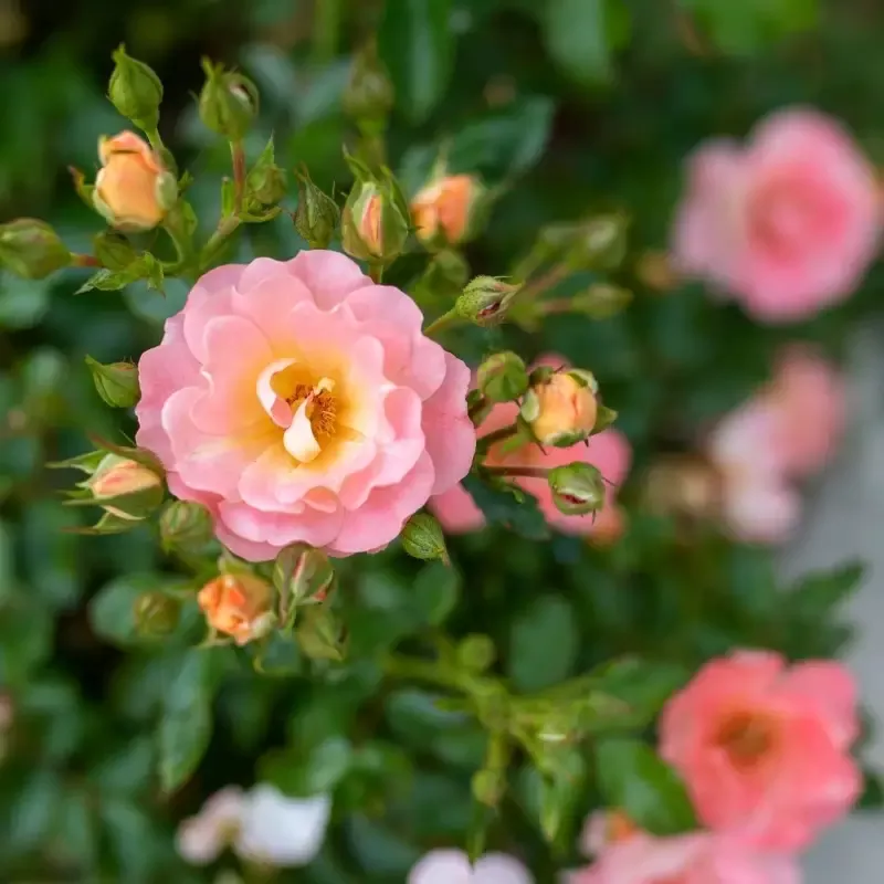 Peach Drift Rose