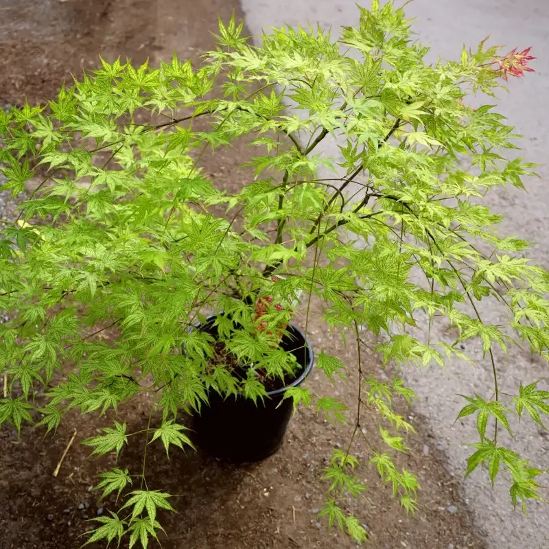 Peaches and Cream Japanese Maple