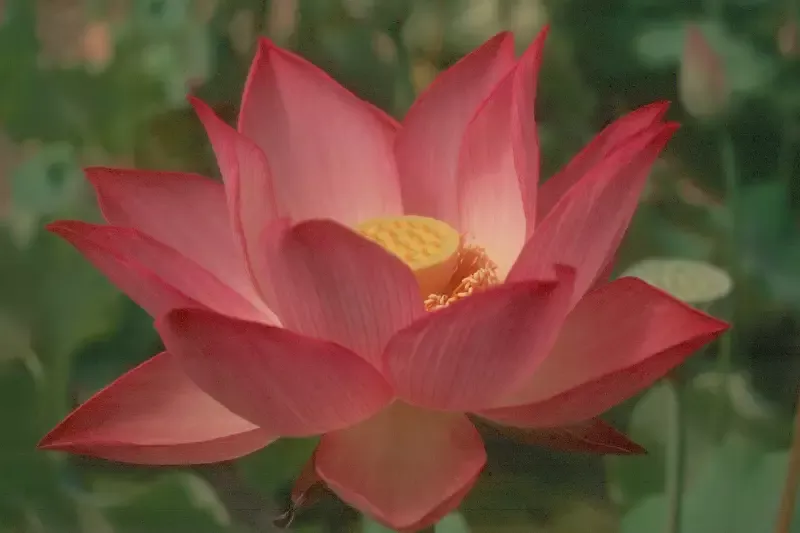 Pekinensis Red – Lotus