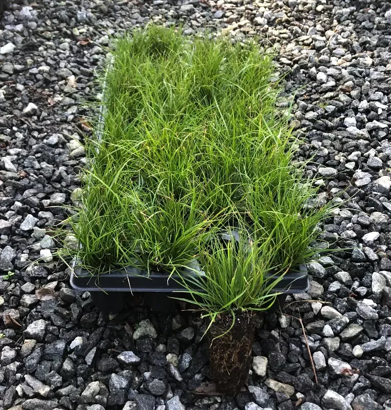 Pennsylvania sedge, Carex pensylvanica, 32 cell plug flat