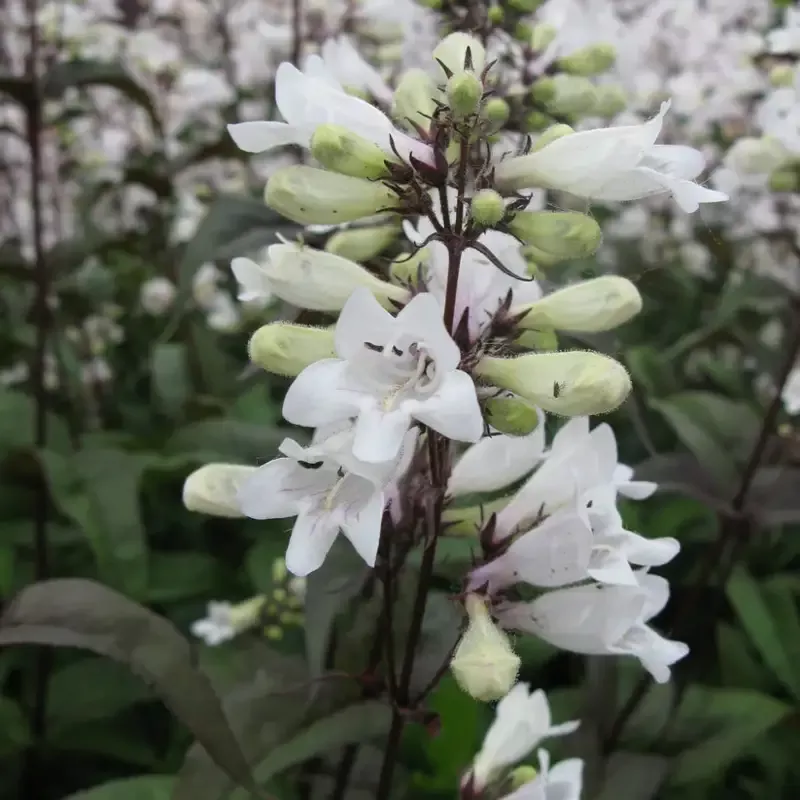 Penstemon Digitalis ‘Husker Red’