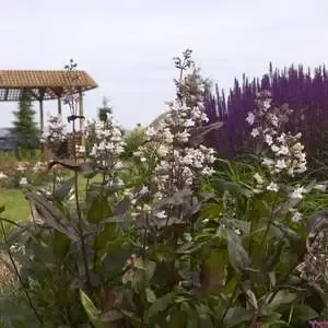 Penstemon- Husker Red Beardtongue