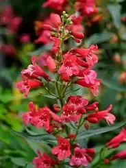 Penstemon “Pristine Scarlet” Beard Tongue
