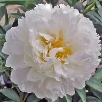 Peony – Bowl of Cream