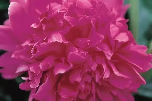 Peony- Felix Supreme