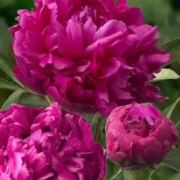 Peony – Inspector Lavergne