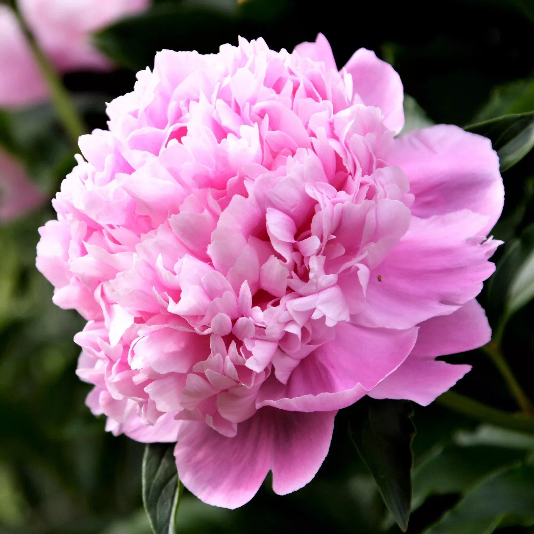 Peony - Monsieur Jules Elie