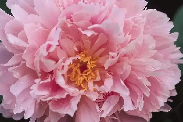 Peony Sarah Bernhardt