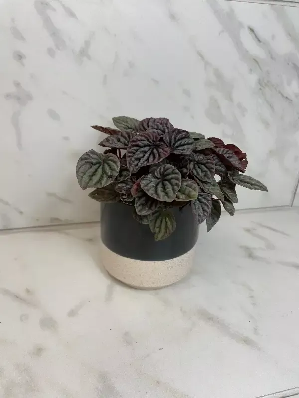 Peperomia Red Beauty, 4″ Plant