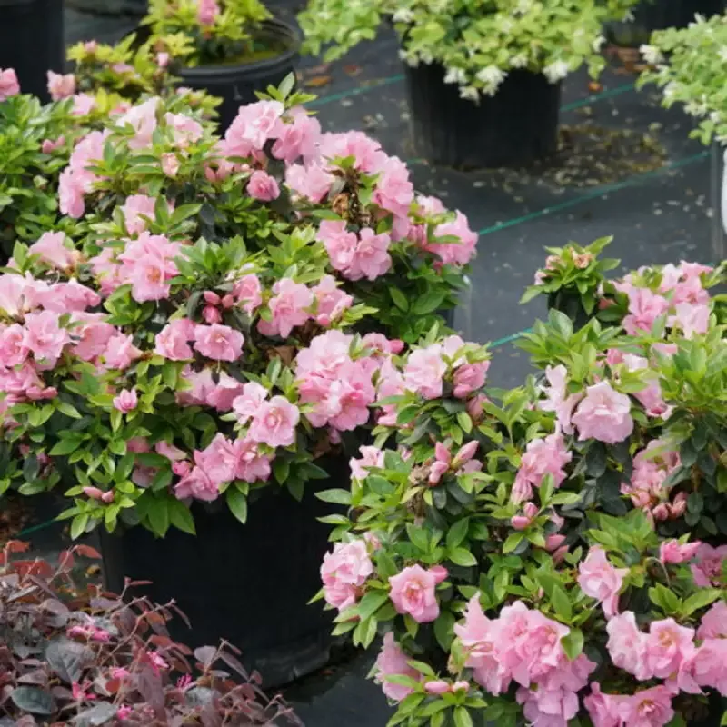 Perfecto Mundo Double Pink Reblooming Azalea