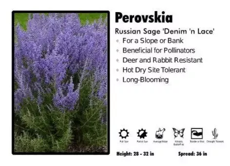 Perovskia ‘Denim n Lace’ Russian Sage