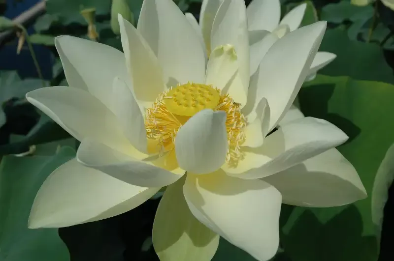 Perry’s Giant Sunburst Lotus