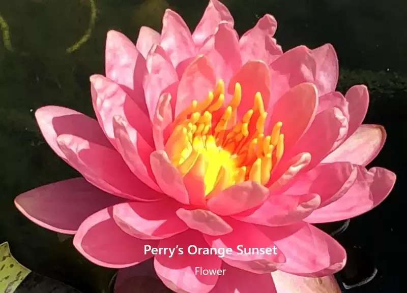 Perry’s Orange Sunset