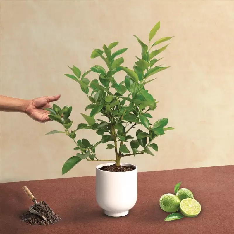 Persian Lime