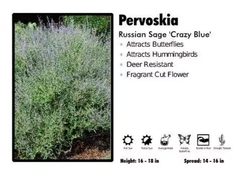 Pervoskia‘Crazy Blue’ Russian Sage