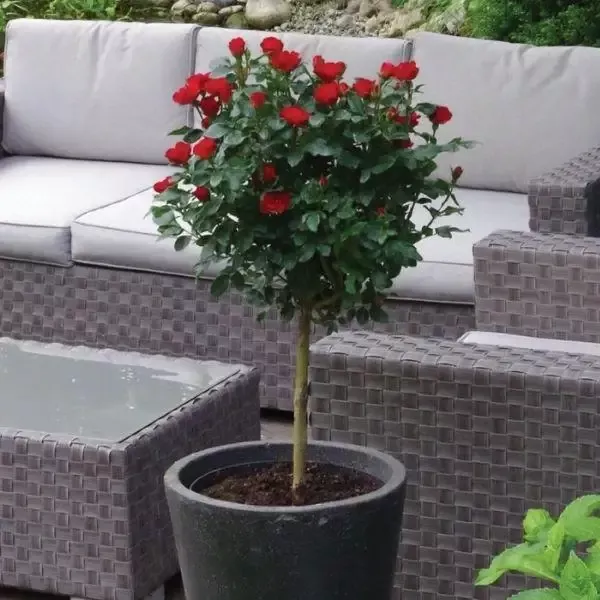Petite Knock Out™ Rose Tree