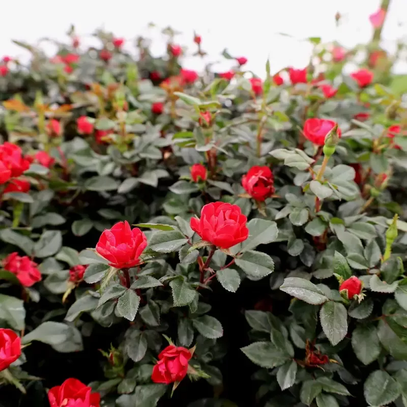 Petite Knock Out Rose