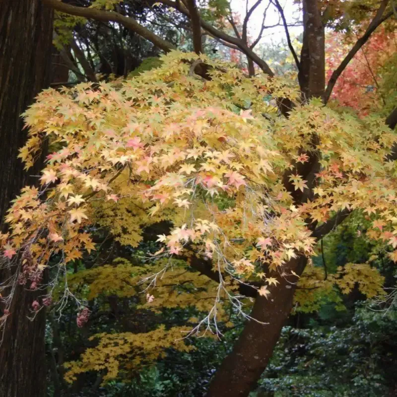 Peve Starfish Multicolor Japanese Maple