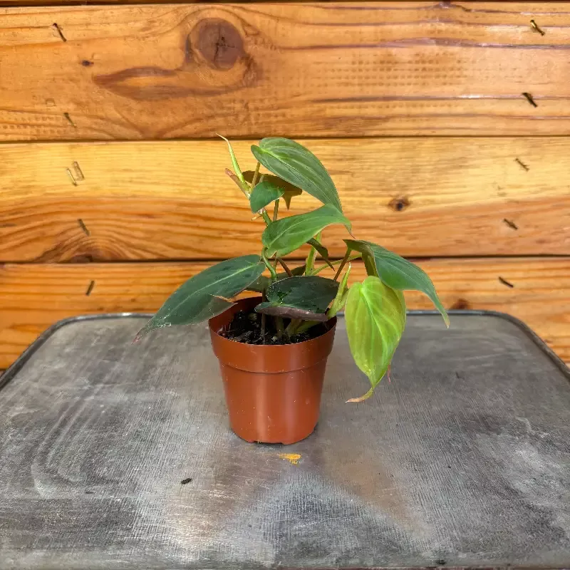 Philodendron Micans, 2″ Plant