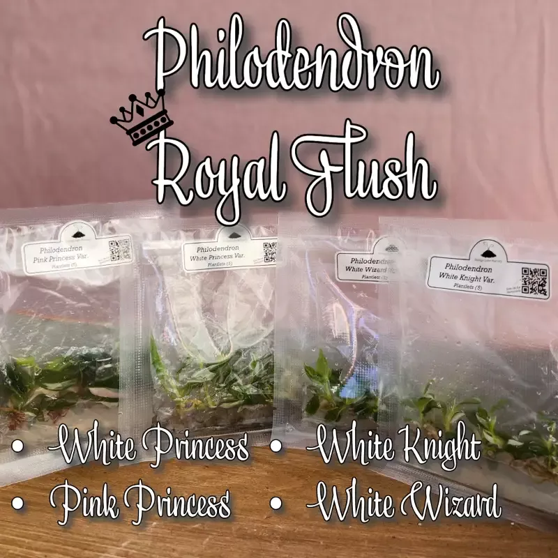 Philodendron Royal Flush Tissue Culture(4 Packs of 5)