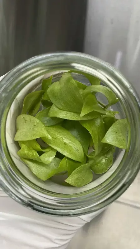 Philodendron Snowdrift Tissue Culture