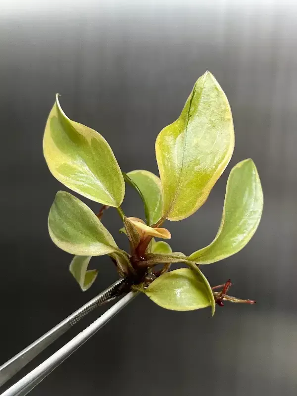Philodendron Variegated Black Cardinal Tissue Culture
