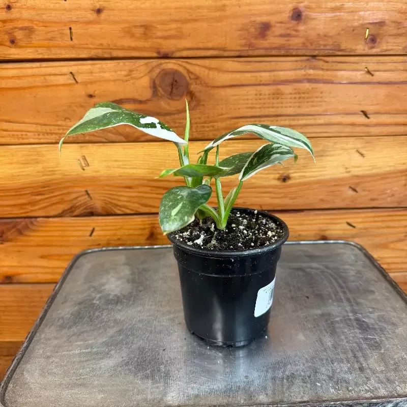Philodendron White Wizard, 4″ Plant