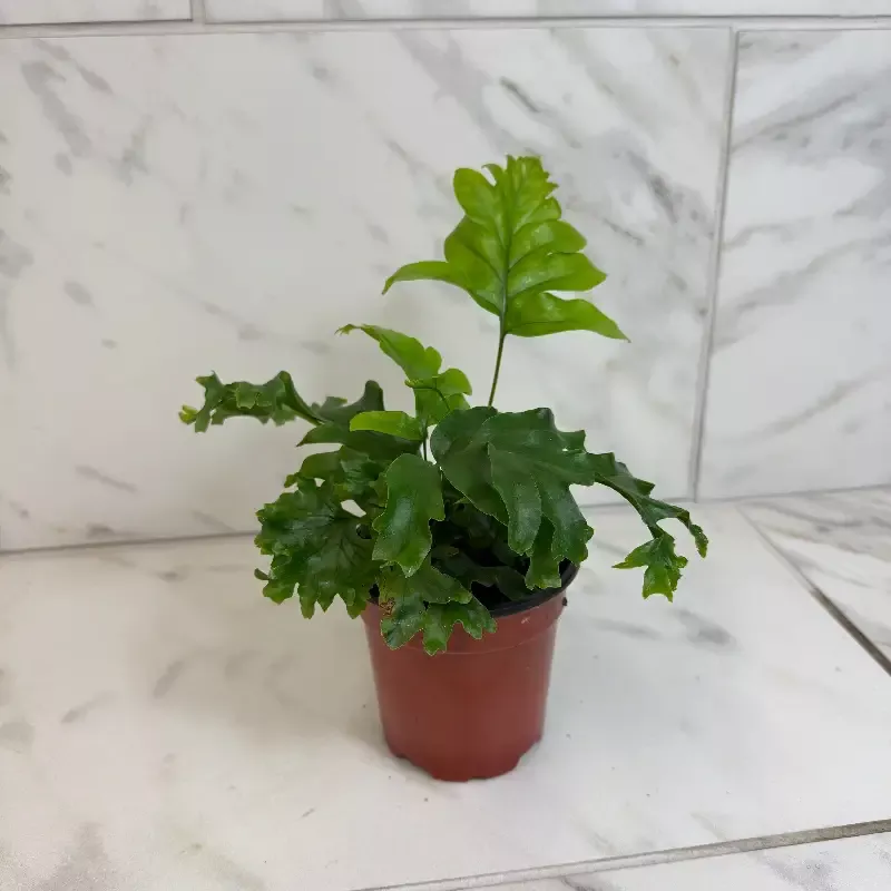 Phlebosia ‘Nicholas Diamond’ Fern, 4″ Plant