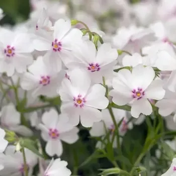 Phlox ‘Amazing Grace’ Creeping Phlox