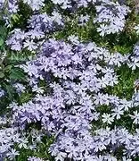 Phlox ‘Blue Cushion’ Creeping Phlox