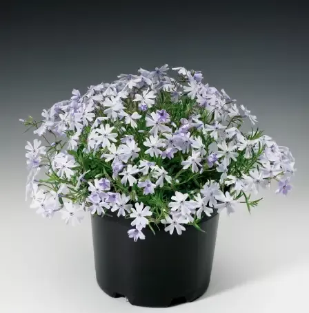 Phlox ‘Emerald Cushion Blue’ Creeping Phlox