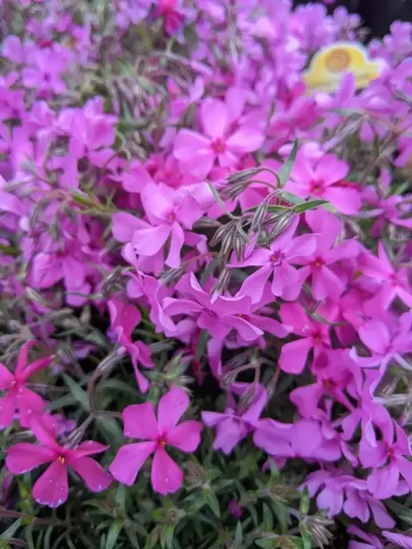 Phlox ‘Spring Dark Pink’ Creeping Phlox