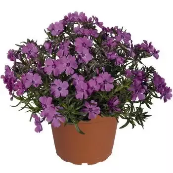 Phlox ‘Spring Purple’ Creeping Phlox