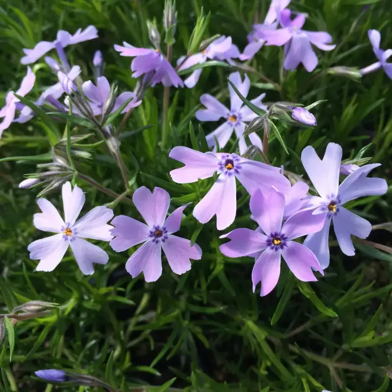 Phlox Subulata ‘Blue Emerald’ Creeping Phlox – [CG]