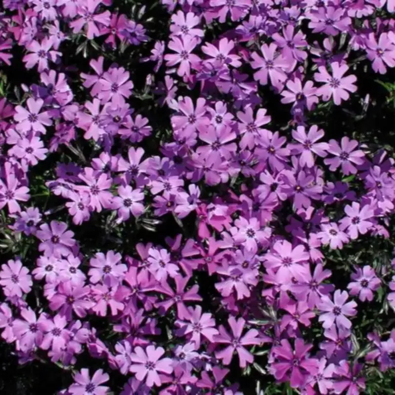Phlox Subulata ‘Purple Beauty’ Creeping Phlox – [CG]