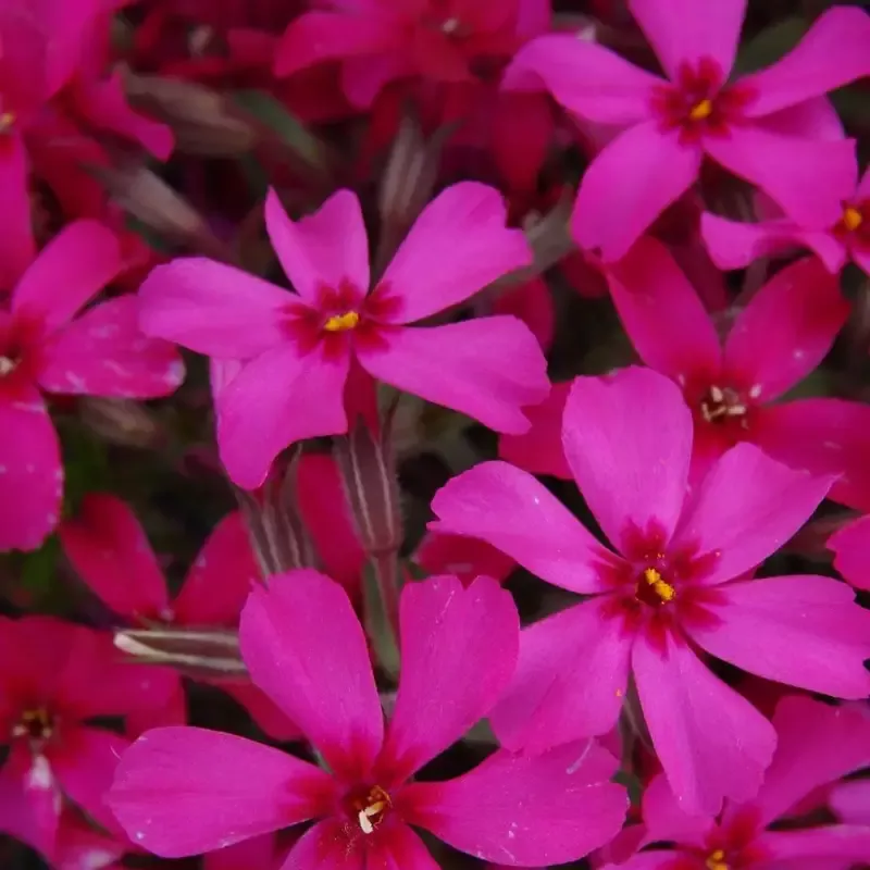 Phlox Subulata ‘Scarlet Flame’