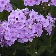 Phlox ‘Uptown Girl’ Tall Garden