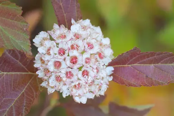 Physocarpus- Amber Jubilee Ninebark