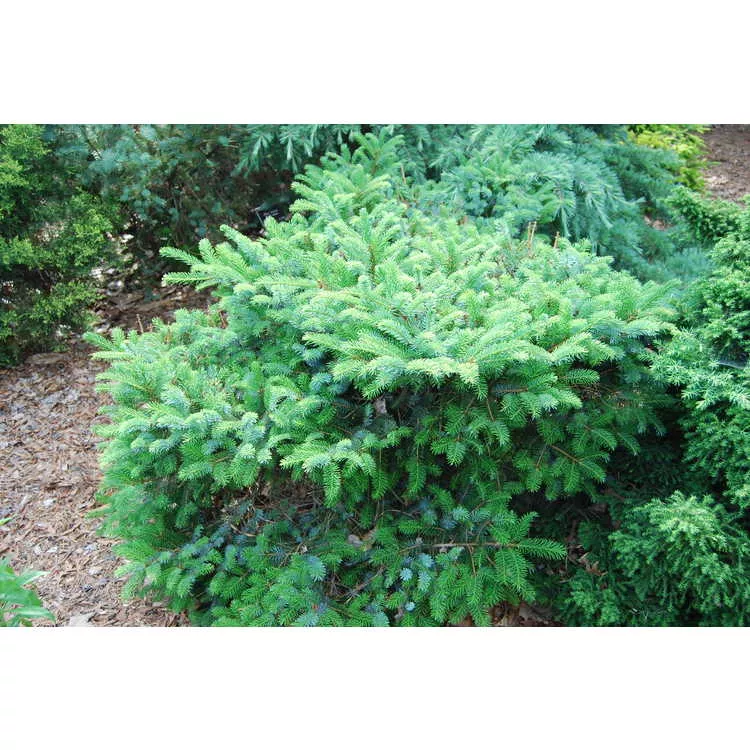 Picea bicolor Prostrata #6