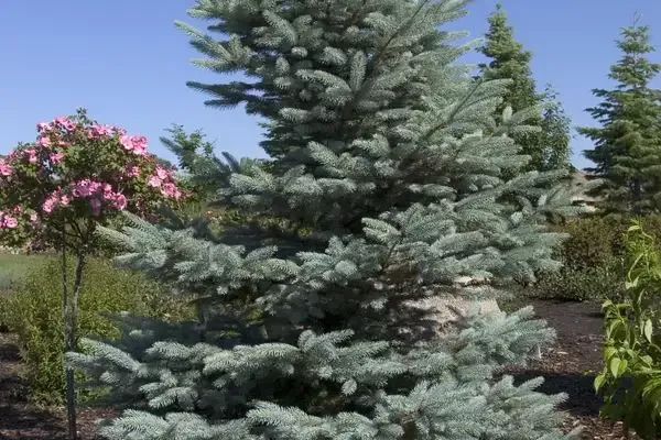 Picea- Fat Albert Blue Spruce-4 Gallon