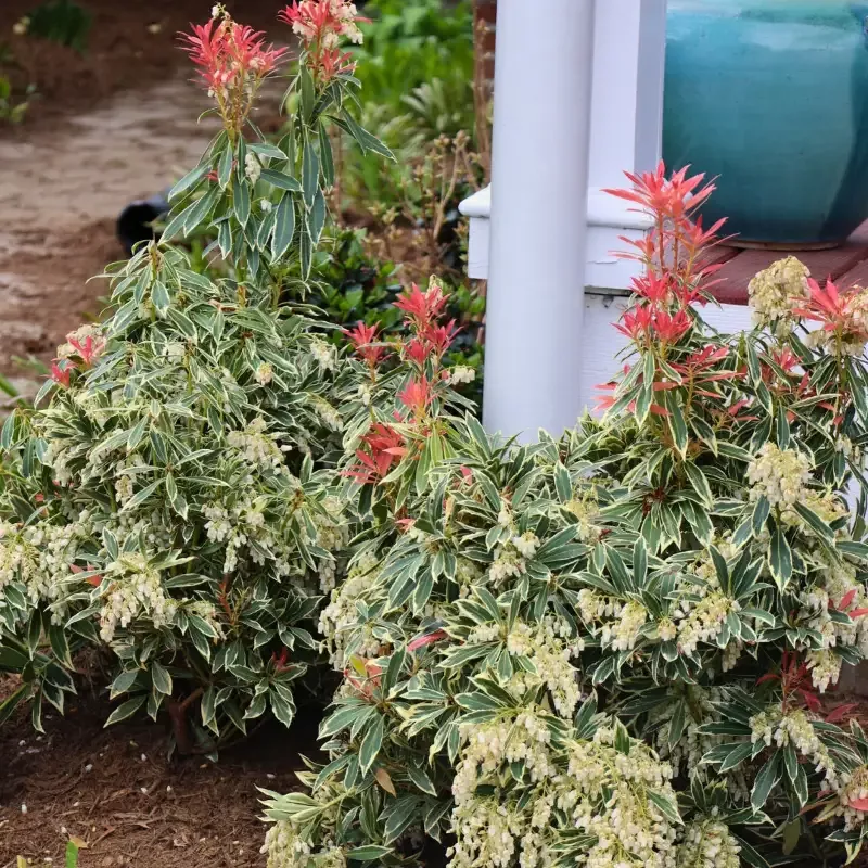 Pieris Flaming Silver
