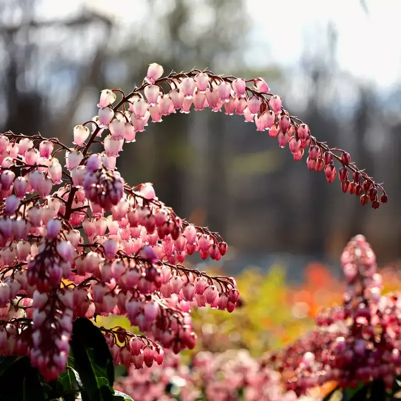 Pieris Katsura