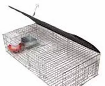 Pigeon Trap with Shade – Food – and Water