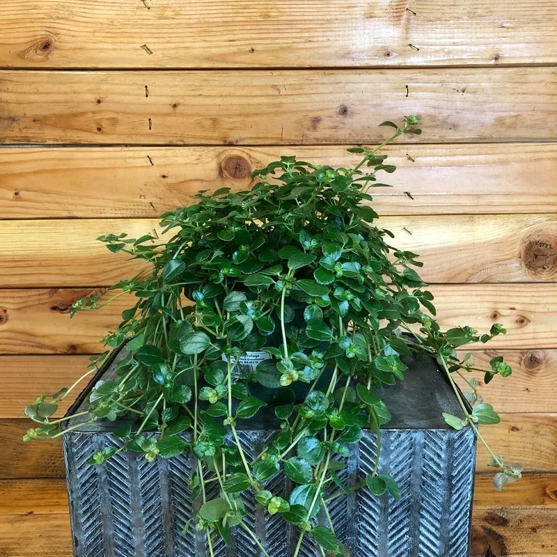Pilea espresso, 6” Plant