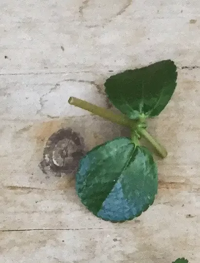 Pilea Espresso, Cutting x5