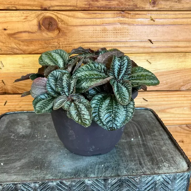 Pilea Norfolk, 6″ Plant