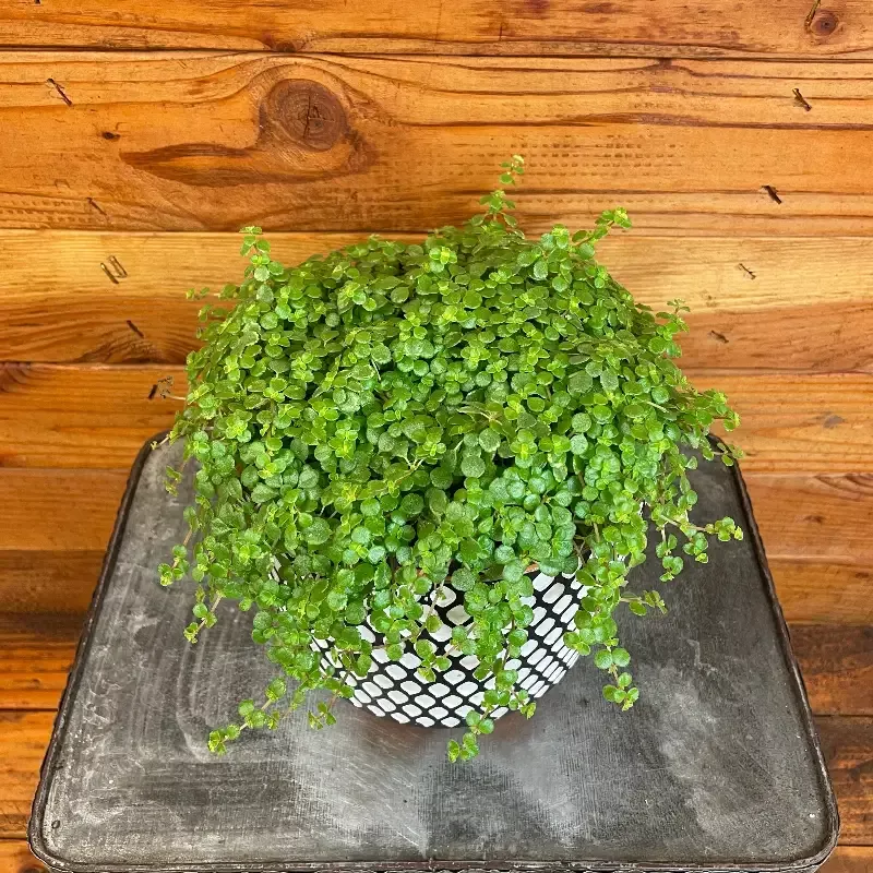 Pilea Tiny Tears, 6″ Plant