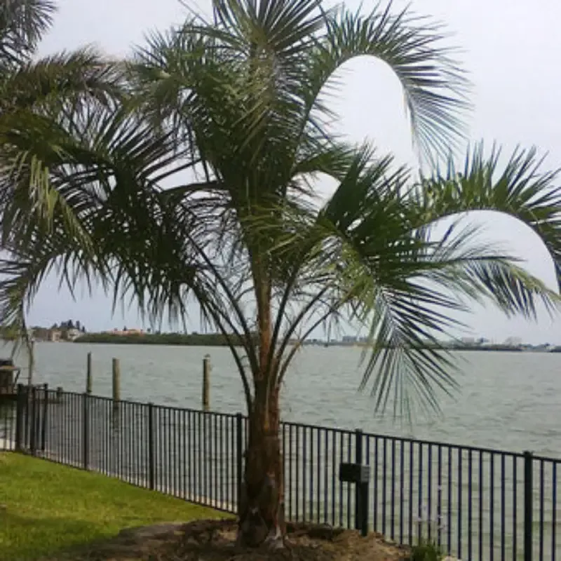 Pindo Palm (Jelly Palm)