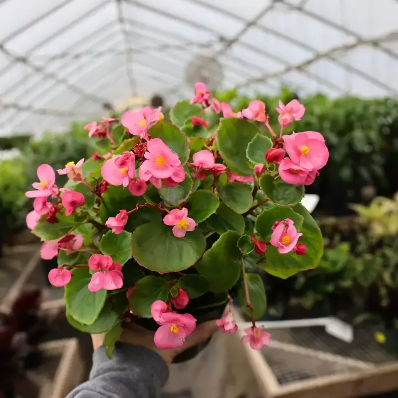 Pink Begonia